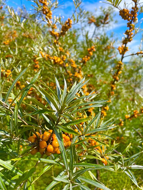 Sea-buckthorn: Buckthorn bush with fruits in the hamlet of Novogrudinina ( Irkutsk Oblast , Russia ).