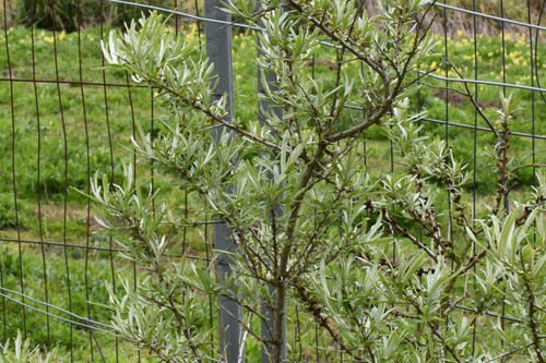 Sea-buckthorn (Hippophae rhamnoides)
