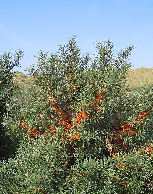 Sea-buckthorn: Hippophae rhamnoides Photo by Svdmolen 4 september 2005, IJmuiden, the Netherlands