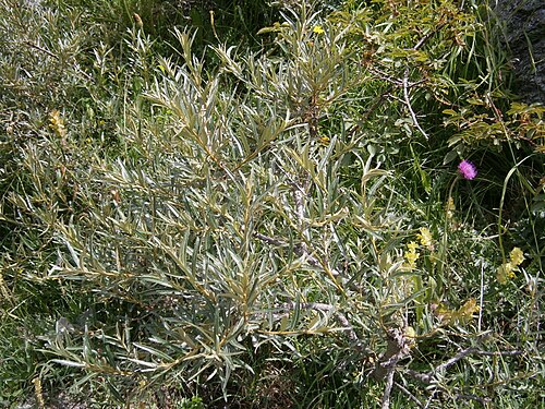 Sea-buckthorn: Hippophae rhamnoides