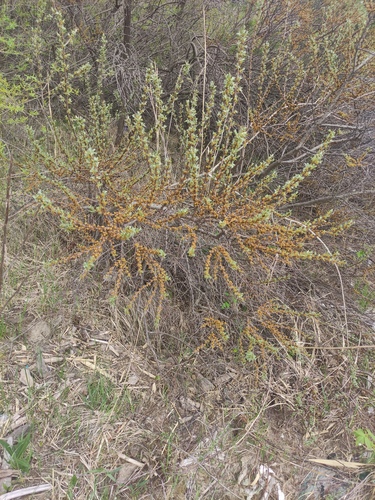 Sea-buckthorn (Hippophae rhamnoides)