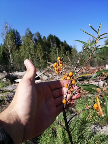 Sea-buckthorn (Hippophae rhamnoides)