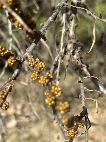 Sea-buckthorn (Hippophae rhamnoides)