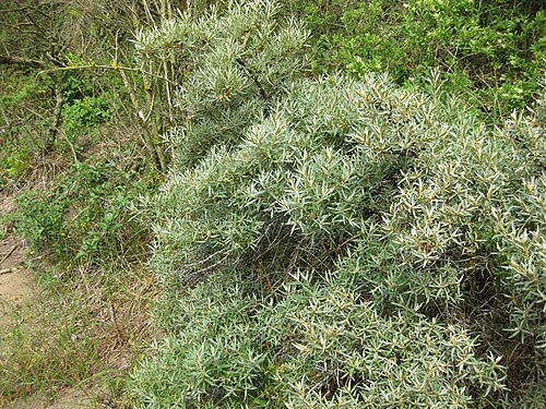Sea-buckthorn: Hippophae rhamnoides in the Belgian dunes