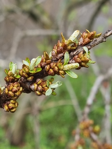 Sea-buckthorn (Hippophae rhamnoides)