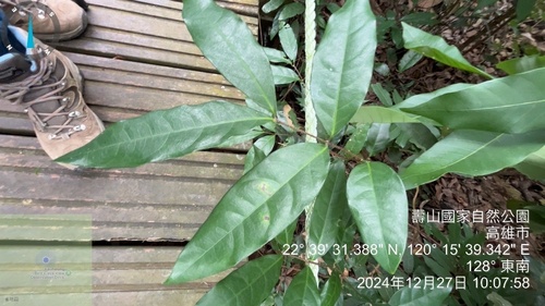 Hiptage (Hiptage benghalensis)