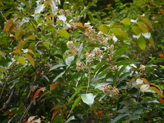 Hiptage (Hiptage benghalensis)