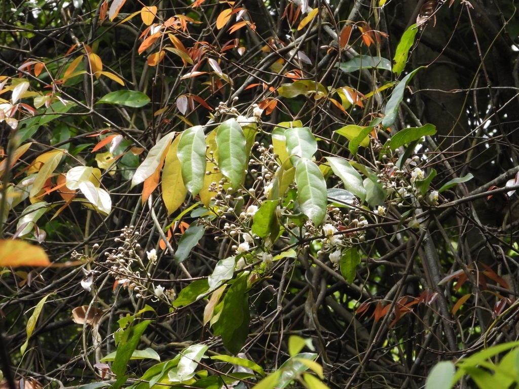 Hiptage (Hiptage benghalensis)