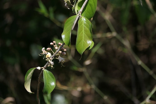 Hiptage (Hiptage benghalensis)