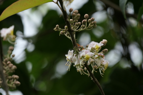 Hiptage (Hiptage benghalensis)