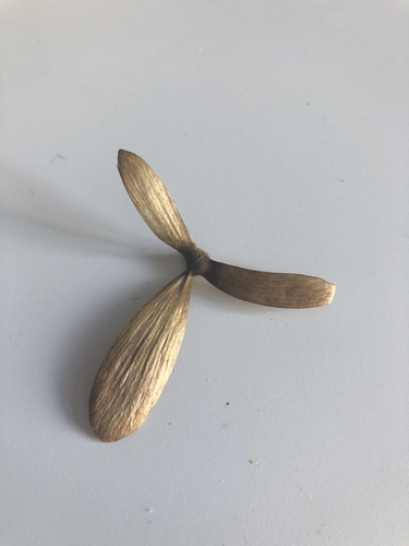 Hiptage (Hiptage benghalensis)