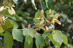 Hiptage (Hiptage benghalensis)