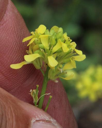 Shortpod mustard (Hirschfeldia incana)