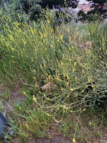 Shortpod mustard (Hirschfeldia incana)
