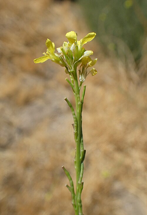 Shortpod mustard: Hirschfeldia incana; roadside along Isabella Walker Pass Rd in Weldon (NE from village, near crossing with Southfork Ln), Kern County, California