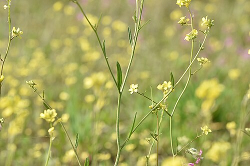 Shortpod mustard: Image of Hirschfeldia incana