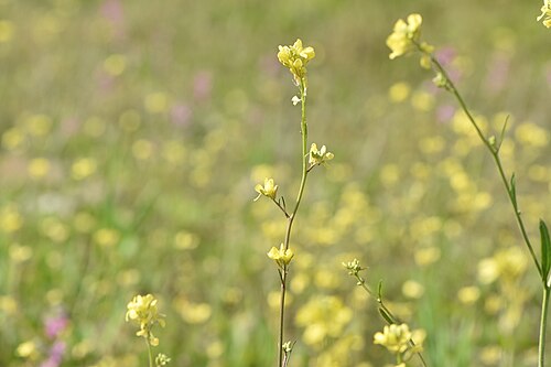 Shortpod mustard: Image of Hirschfeldia incana