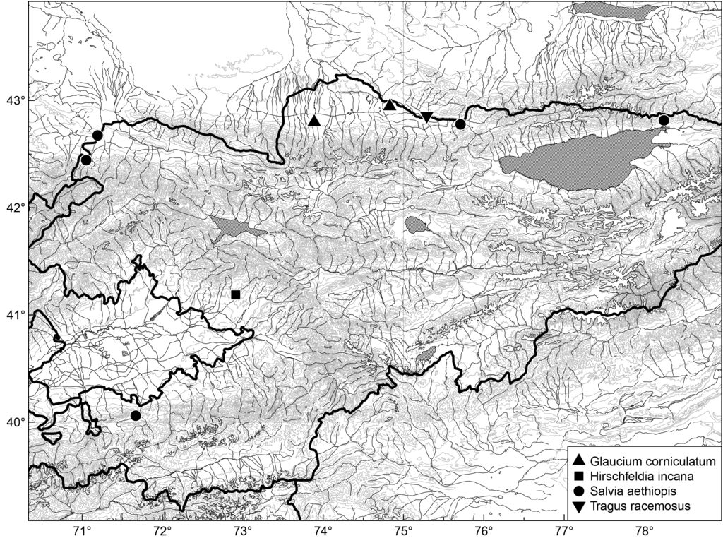 Shortpod mustard: Distribution of Glaucium corniculatum, Hirschfeldia incana, Salvia aethiopis and Tragus racemosus in Kyrgyzstan.
