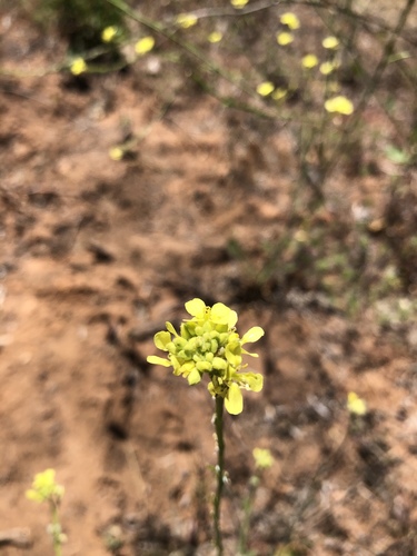 Shortpod mustard (Hirschfeldia incana)