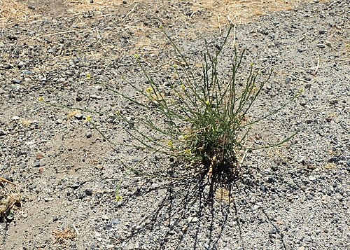 Shortpod mustard: Hirschfeldia incana; roadside along Isabella Walker Pass Rd in Weldon (NE from village, near crossing with Southfork Ln), Kern County, California