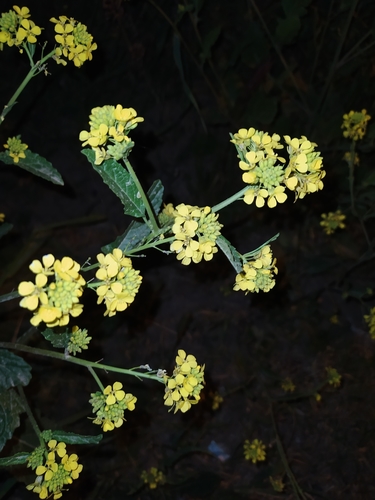 Shortpod mustard (Hirschfeldia incana)
