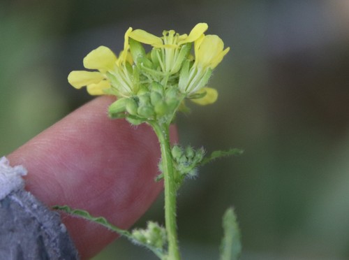 Shortpod mustard (Hirschfeldia incana)