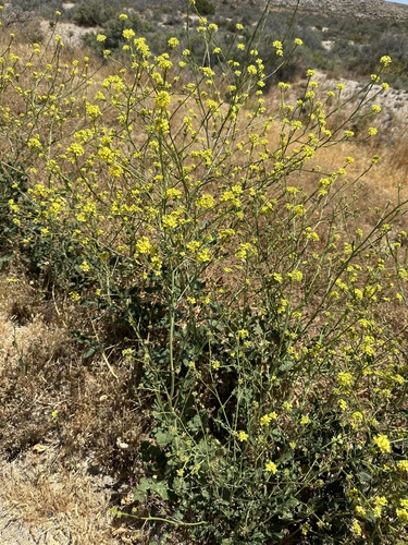 Shortpod mustard (Hirschfeldia incana)
