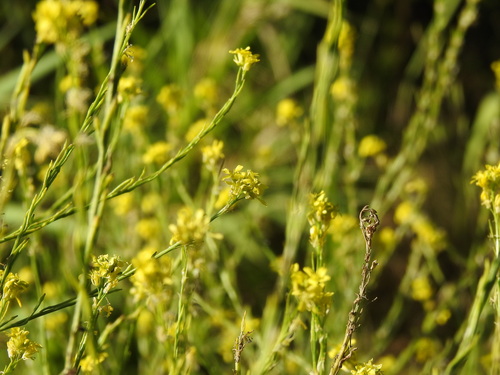 Shortpod mustard