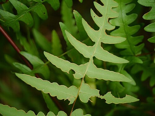 Batwing fern: Histiopteris incisa:ユノミネシダ 2015/08/26 沖縄本島:Okinawa Island, Japan