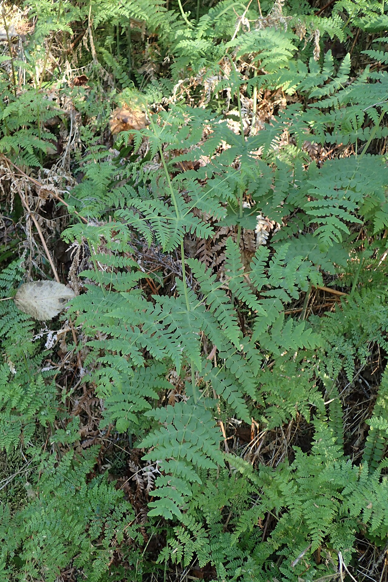 Batwing fern: Histiopteris incisa in Blue Pools Haast Pass-Makarora Rd, Mt Aspiring National Park