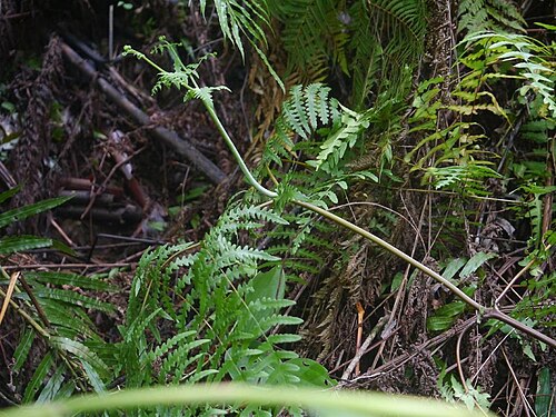 Batwing fern: Histiopteris incisa:ユノミネシダ 2015/08/26 沖縄本島:Okinawa Island, Japan