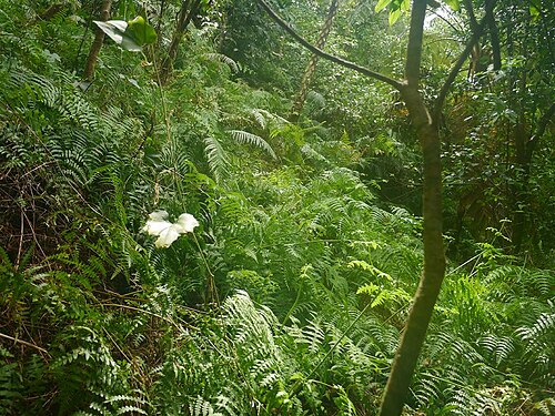 Batwing fern: Histiopteris incisa:ユノミネシダ 2015/08/26 沖縄本島:Okinawa Island, Japan