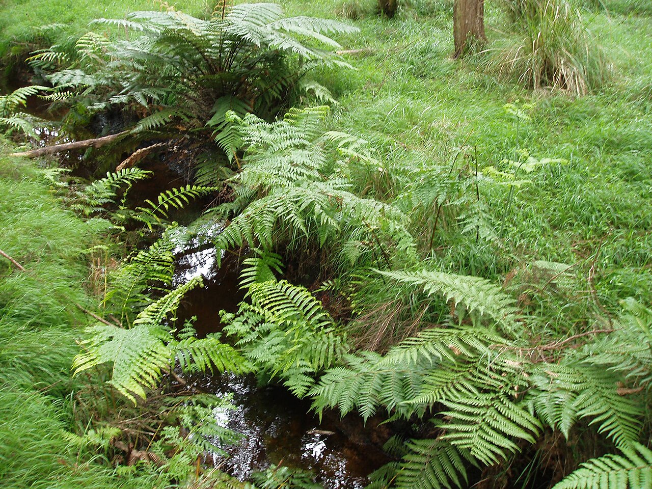 Batwing fern (Histiopteris incisa)