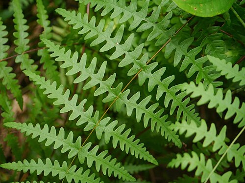 Batwing fern: Histiopteris incisa:ユノミネシダ 2015/08/26 沖縄本島:Okinawa Island, Japan