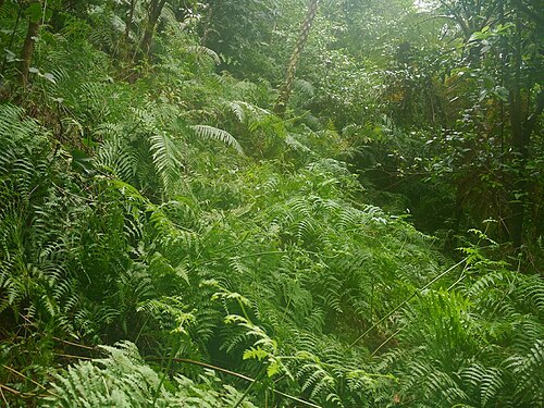 Batwing fern: Histiopteris incisa:ユノミネシダ 2015/08/26 沖縄本島:Okinawa Island, Japan