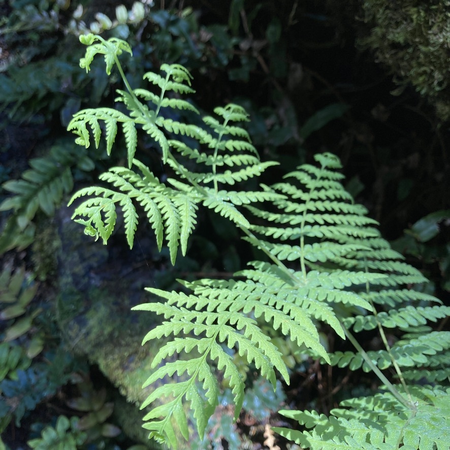 Batwing fern: Water Fern