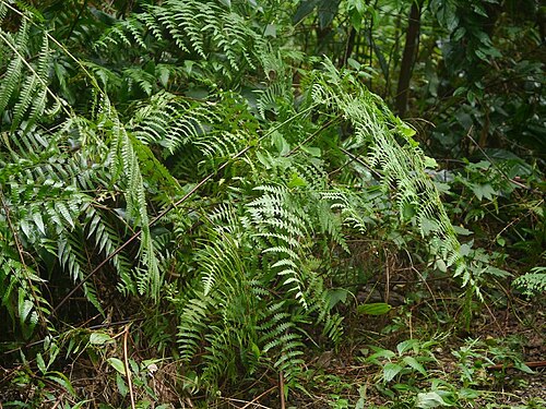 Batwing fern: Histiopteris incisa:ユノミネシダ 2015/08/26 沖縄本島:Okinawa Island, Japan