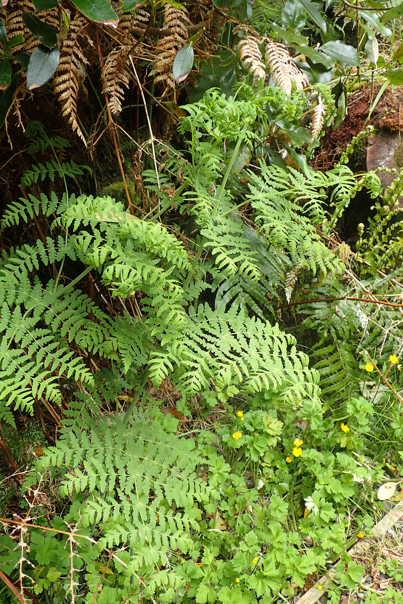 Batwing fern: Histiopteris incisa at Pambroke Rd Edmont Taranaki National Park