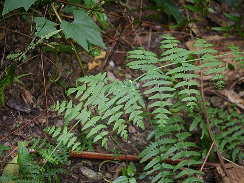 Batwing fern: Histiopteris incisa:ユノミネシダ 2015/08/26 沖縄本島:Okinawa Island, Japan