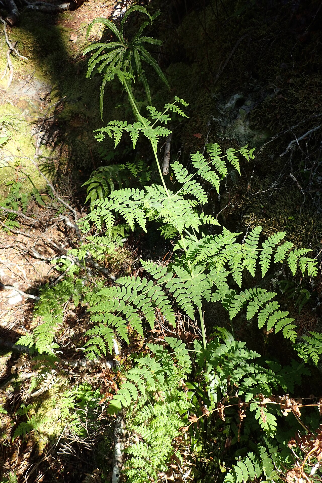 Batwing fern: Histiopteris incisa in Blue Pools Haast Pass-Makarora Rd, Mt Aspiring National Park