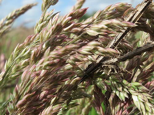 Yorkshire-fog: Wolliges Honiggras ( Holcus lanatus ) im Landschaftsschutzgebiet Hockenheimer Rheinbogen