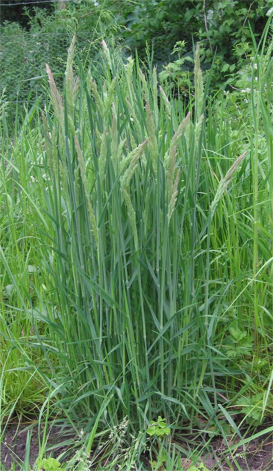 Yorkshire-fog: Holcus lanatus Gestreepte witbol;