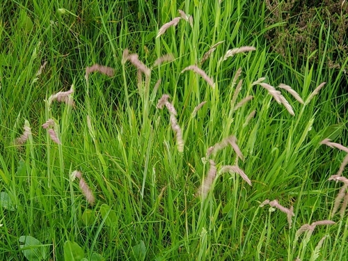 Yorkshire-fog (Holcus lanatus)