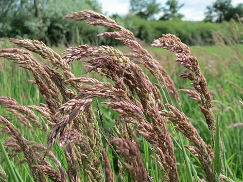 Yorkshire-fog: Wolliges Honiggras ( Holcus lanatus ) im Landschaftsschutzgebiet Hockenheimer Rheinbogen