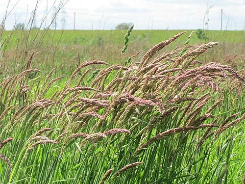 Yorkshire-fog: Wolliges Honiggras ( Holcus lanatus ) im Landschaftsschutzgebiet Hockenheimer Rheinbogen