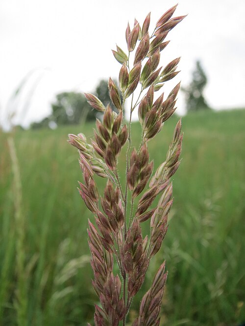 Yorkshire-fog: Wolliges Honiggras ( Holcus lanatus ) im Naturschutzgebiet „Oftersheimer Dünen“