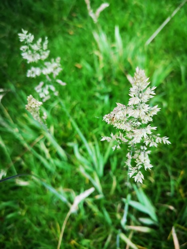Yorkshire-fog (Holcus lanatus)