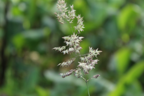 Yorkshire-fog (Holcus lanatus)