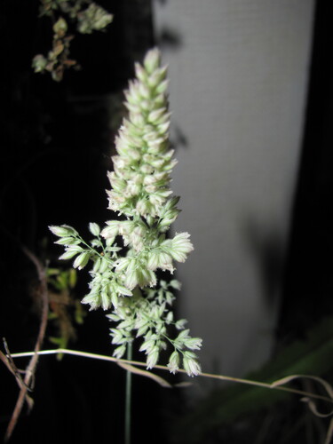 Yorkshire-fog (Holcus lanatus)