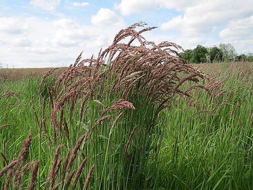 Yorkshire-fog: Wolliges Honiggras ( Holcus lanatus ) im Landschaftsschutzgebiet Hockenheimer Rheinbogen